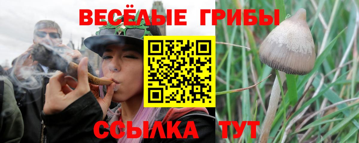 Соль-Илецк  Галлюциногенные грибы Psilocybe  купить   Вход с VPN 